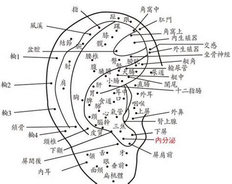 耳朵痣位置|面相：耳朵有痣算命圖解，全位置對照，看看你是哪一。